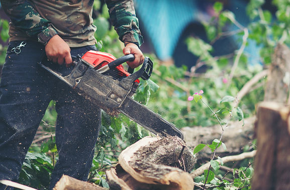 Tree Services